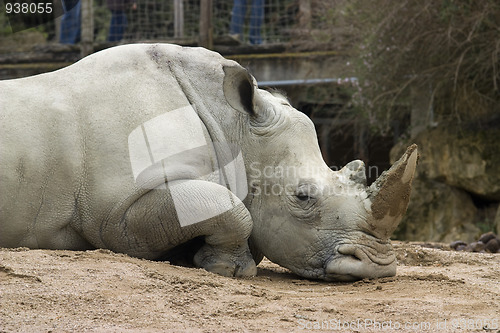 Image of rhinoceros