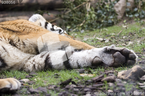 Image of Tiger