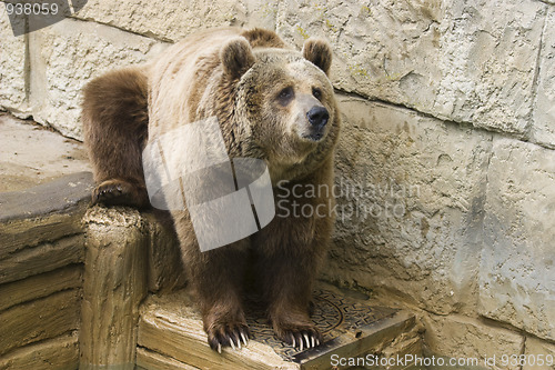 Image of Grizzly bear