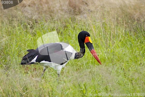 Image of Saddle-billed stork