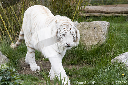 Image of White tiger