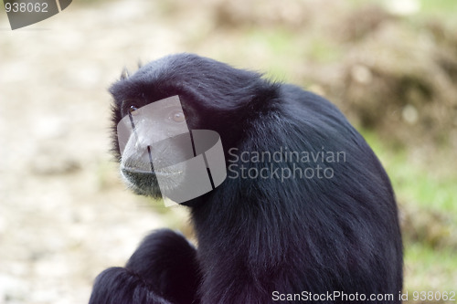 Image of Monkey