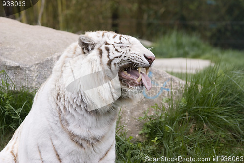 Image of White tiger