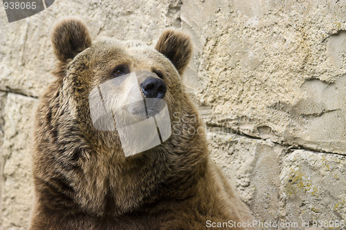 Image of Grizzly bear