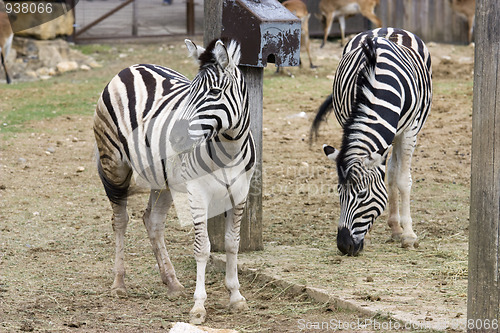 Image of Zebra