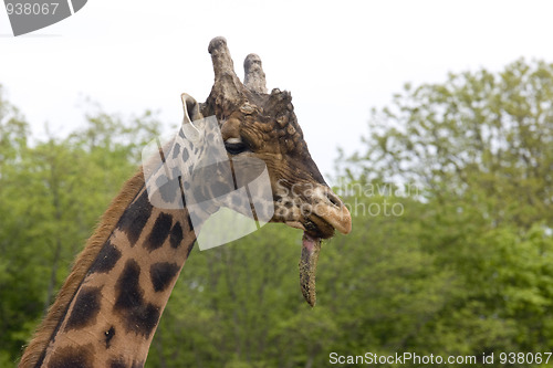 Image of giraffe