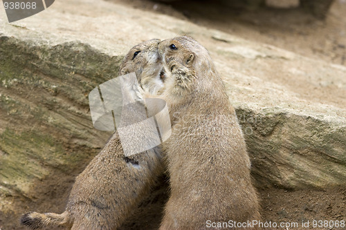 Image of cute prarie dog