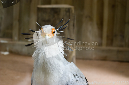 Image of tropical bird