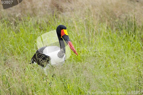 Image of Saddle-billed stork