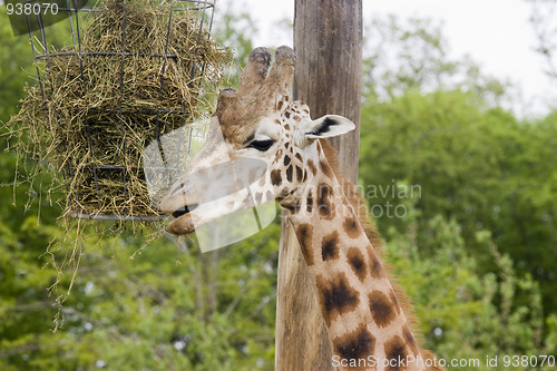 Image of giraffe