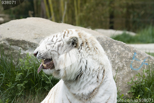 Image of White tiger