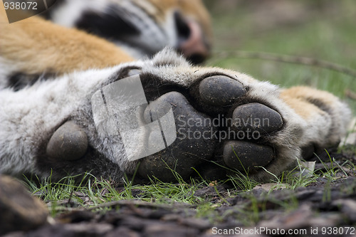 Image of Tiger