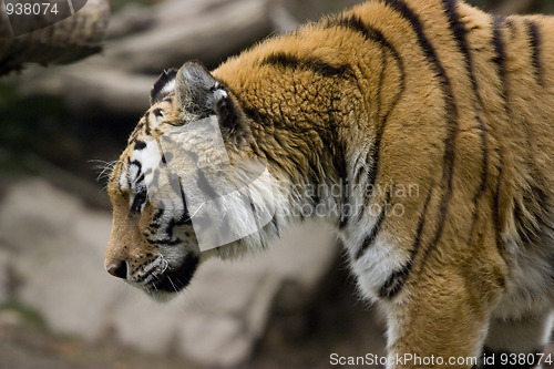 Image of Tiger