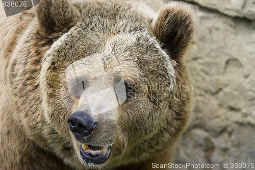 Image of Grizzly bear