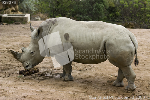 Image of rhinoceros