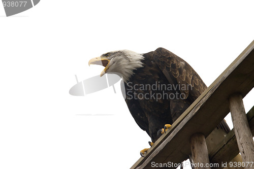 Image of majestic eagle