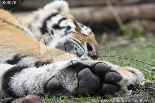 Image of Tiger