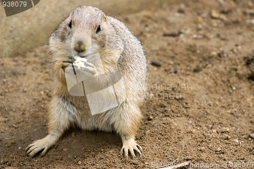 Image of cute prarie dog