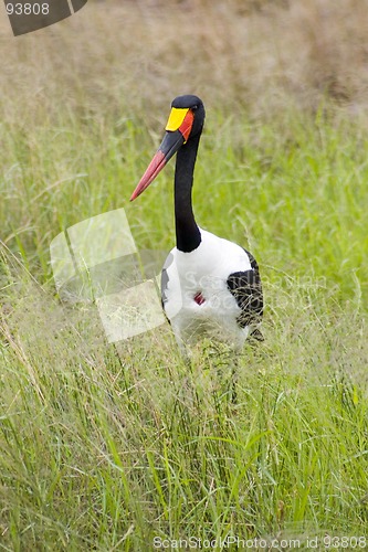 Image of Saddle-billed stork