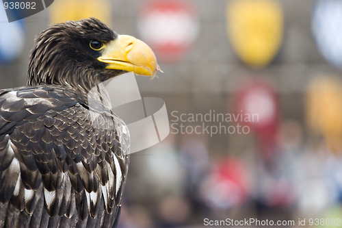 Image of majestic eagle