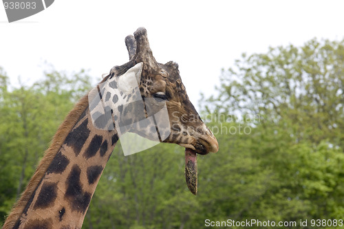 Image of giraffe