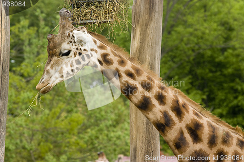 Image of giraffe