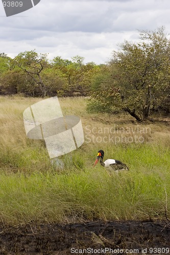 Image of Saddle-billed stork