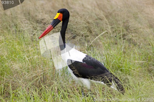 Image of Saddle-billed stork