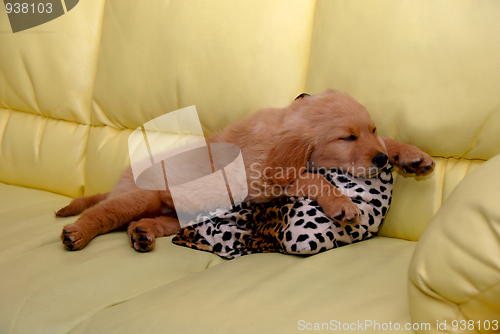 Image of Little puppy sleeping