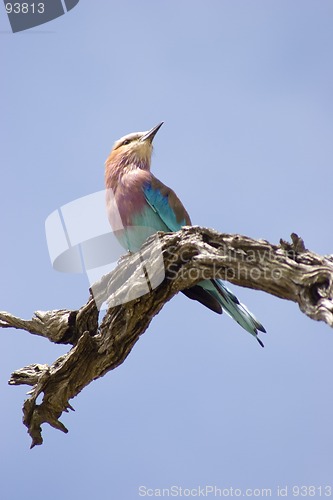Image of Lilac breasted roller