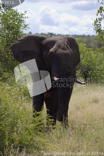 Image of African Elephant