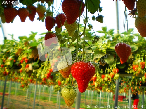 Image of strawberry