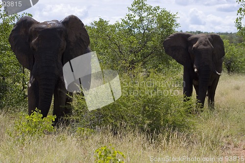 Image of African Elephant