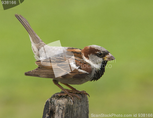 Image of House sparrow