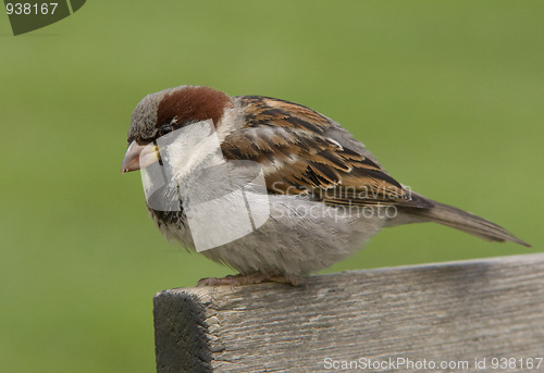 Image of House sparrow