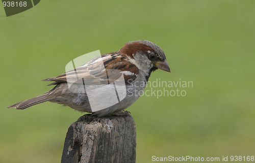 Image of House Sparrow