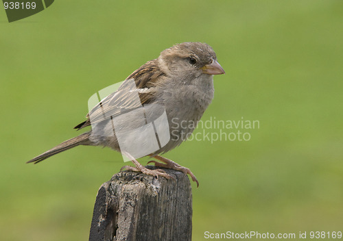 Image of House Sparrow