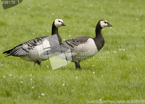 Image of Barnacle Goose. 