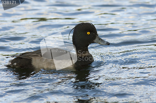 Image of Tufted duck