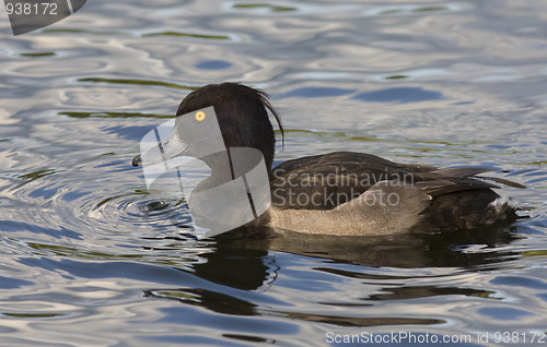 Image of Tufted duck