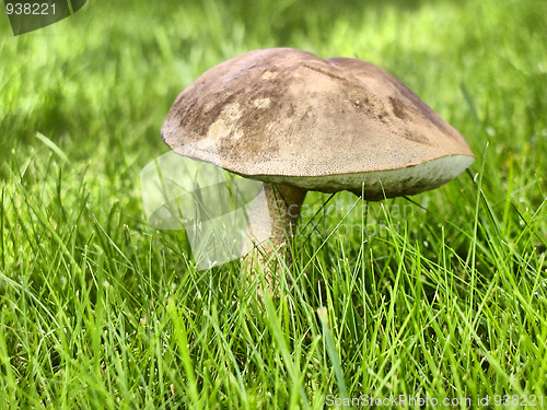 Image of Mushroom