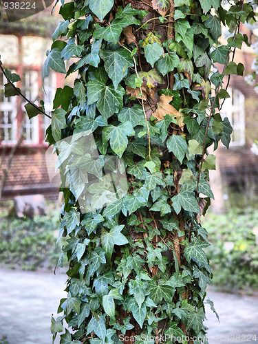 Image of Ivy