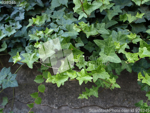 Image of Ivy