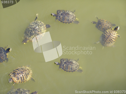 Image of Turtle