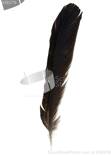 Image of Feather