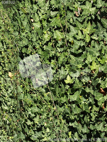 Image of Ivy