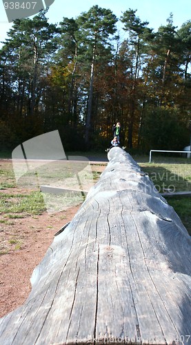 Image of long tree trunk 