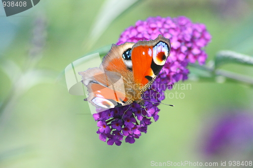 Image of Peacock