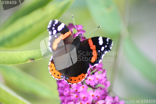 Image of butterfly