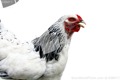 Image of Cock